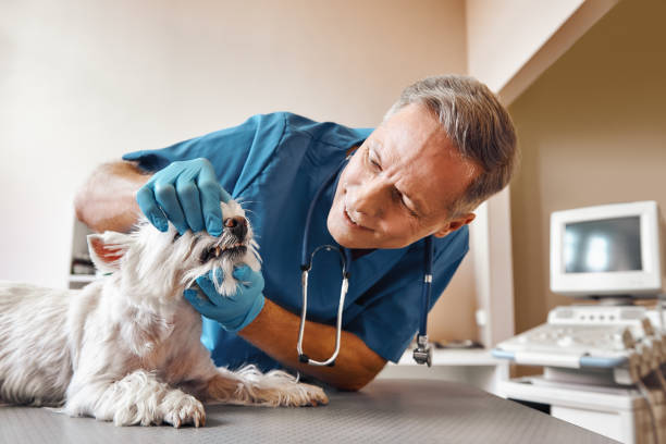 Best Weekend Emergency Dental Services in Laguna Woods, CA